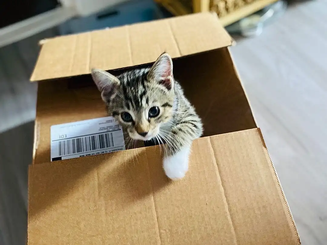 Cat, Wood, Rectangle, Shipping Box, Carnivore, Felidae, Shelf, Hardwood, Packaging And Labeling, Whiskers, Box, Small To Medium-sized Cats, Carton, Cardboard, Art, Packing Materials, Tail, Domestic Short-haired Cat, Paper Product