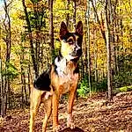 Dog, Plant, Dog breed, Carnivore, Tree, Fawn, Herding Dog, Snout, Tail, Wood, Canidae, Working Animal, Forest, Art, Woodland, Adventure, Temperate Broadleaf And Mixed Forest, Companion dog, Northern Hardwood Forest