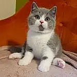 Cat, Felidae, Carnivore, Small To Medium-sized Cats, Whiskers, Grey, Fawn, Snout, Tail, Paw, Furry friends, Domestic Short-haired Cat, Comfort, Window, Sitting, Claw, Foot