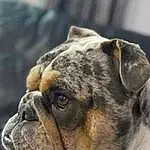 Dog, Carnivore, Dog breed, Whiskers, Collar, Companion dog, Fawn, Wrinkle, Snout, Terrestrial Animal, Dog Collar, Canidae, Furry friends, Bored, Bulldog, Working Animal, Toy Dog, Biting, Working Dog