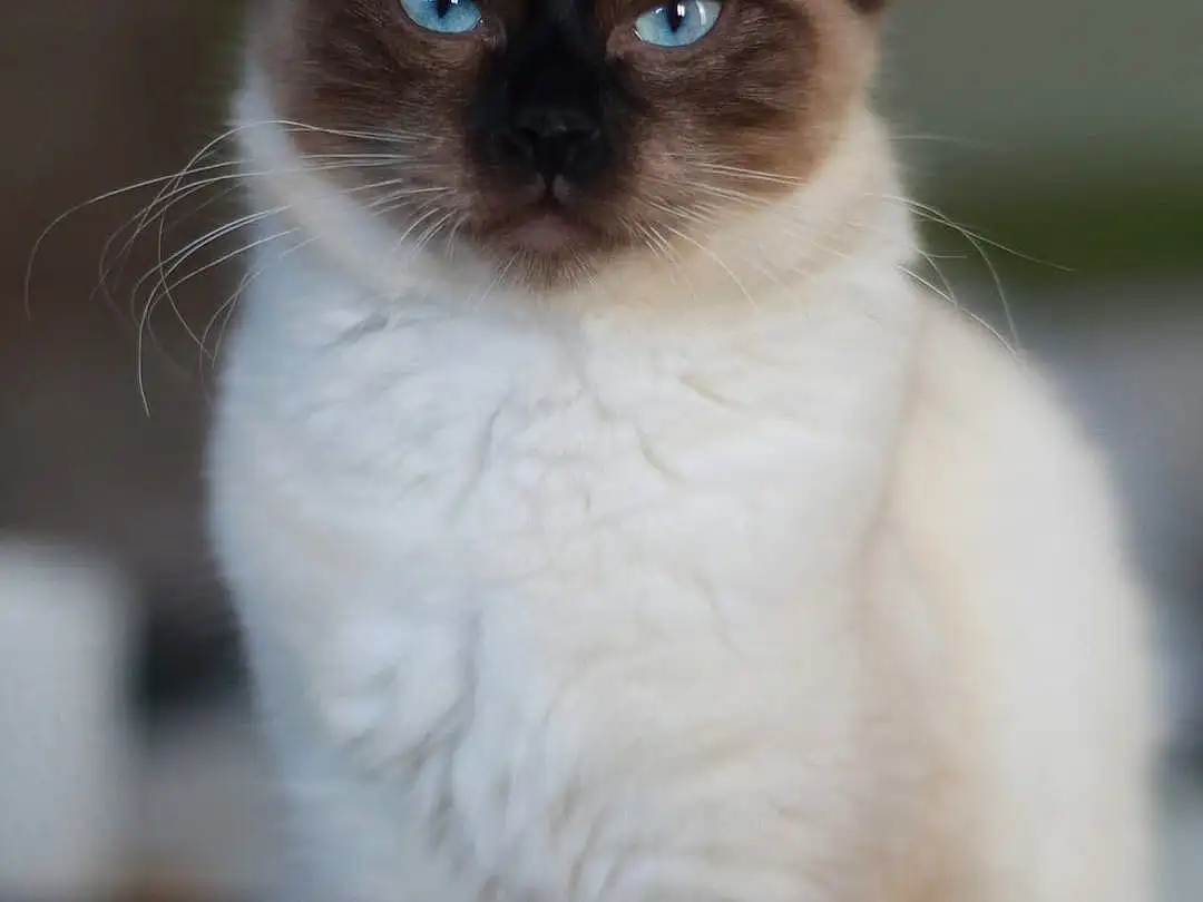 Cat, Siamese, Felidae, Carnivore, Iris, Whiskers, Fawn, Small To Medium-sized Cats, Snout, Furry friends, Birman, Tail, Door, Collar, Terrestrial Animal, Electric Blue, Symmetry