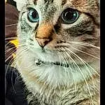 Cat, Eyes, Felidae, Carnivore, Whiskers, Small To Medium-sized Cats, Snout, Tree, Close-up, Terrestrial Animal, Furry friends, Domestic Short-haired Cat, Claw, Paw