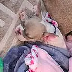 Skin, Head, Comfort, Pink, Baby, Companion dog, Child, Toddler, Bedtime, Linens, Dog breed, Furry friends, Baby Products, Nap, Room, Toy Dog, Baby & Toddler Clothing, Sleep, Play