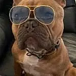 Glasses, Dog, Dog breed, Sunglasses, Carnivore, Working Animal, Ear, Collar, Vision Care, Companion dog, Fawn, Eyewear, Whiskers, Liver, Dog Collar, Snout, Wrinkle