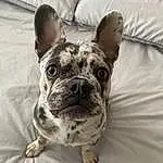 Dog, Eyes, Bulldog, Carnivore, Dog breed, Ear, Comfort, Whiskers, Working Animal, Fawn, Companion dog, Snout, Wrinkle, Toy Dog, French Bulldog, Terrestrial Animal, Linens, Canidae, Molosser