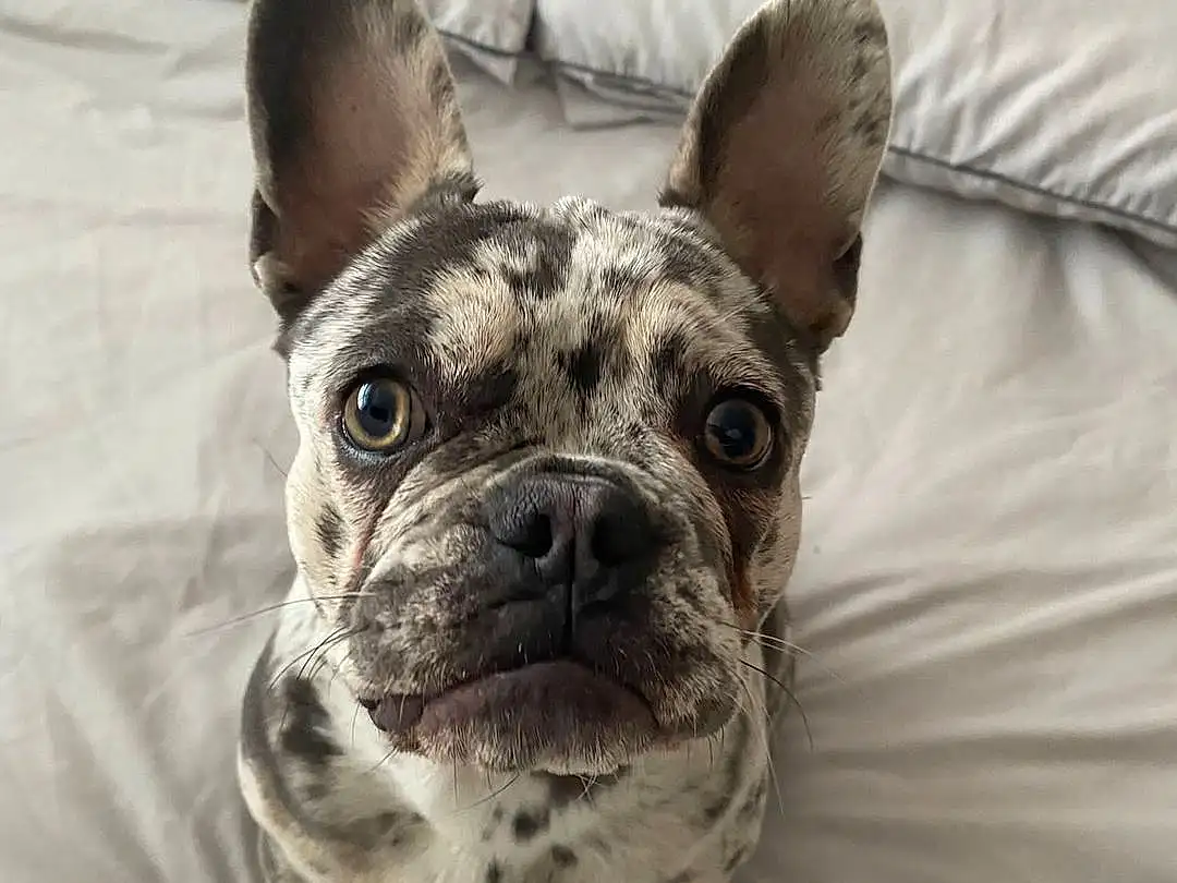Dog, Eyes, Bulldog, Carnivore, Dog breed, Ear, Comfort, Whiskers, Working Animal, Fawn, Companion dog, Snout, Wrinkle, Toy Dog, French Bulldog, Terrestrial Animal, Linens, Canidae, Molosser