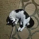 Cat, Dog breed, Carnivore, Felidae, Whiskers, Small To Medium-sized Cats, Tail, Furry friends, Domestic Short-haired Cat, Paw, Grass, Mesh, Claw, Canidae, Terrestrial Animal, Shadow