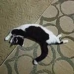Cat, Carnivore, Dog breed, Felidae, Small To Medium-sized Cats, Whiskers, Terrestrial Animal, Tail, Domestic Short-haired Cat, Canidae, Furry friends, Mesh, Paw, Shadow, Claw, Comfort, Pattern