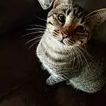 Cat, Felidae, Ear, Carnivore, Small To Medium-sized Cats, Grey, Whiskers, Snout, Furry friends, Domestic Short-haired Cat, Paw, Comfort, Tail, Door, Claw