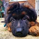 Dog, Chair, Carnivore, Fawn, Companion dog, Working Animal, Dog breed, Liver, Snout, Terrestrial Animal, Giant Dog Breed, Plant, Furry friends, Paw, Whiskers, Canidae, Leonberger, Working Dog, Street dog, Dog Supply
