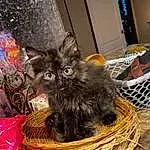 Felidae, Carnivore, Cat, Basket, Fawn, Small To Medium-sized Cats, Whiskers, Wood, Furry friends, Event, Dog breed, Cat Supply, Storage Basket, Hamper, Tail, Domestic Short-haired Cat, Wicker, Canidae, Thread, Claw