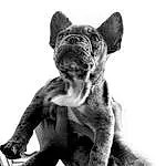 Dog, Carnivore, Dog breed, Gesture, Working Animal, Grey, Style, Black-and-white, Flash Photography, Companion dog, Fawn, Felidae, Terrestrial Animal, Whiskers, Snout, Toy Dog, Human Leg, Black & White, Monochrome