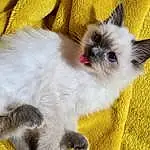 Cat, Carnivore, Yellow, Felidae, Fawn, Whiskers, Small To Medium-sized Cats, Companion dog, Snout, Siamese, Ragdoll, Furry friends, Birman, Tail, Dog breed, Paw, Comfort, Claw, Terrestrial Animal, Balinese