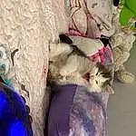 Plant, Textile, Purple, Felidae, Fawn, Whiskers, Small To Medium-sized Cats, Toy, Tail, Tree, Feather, Art, Electric Blue, Couch, Human Leg, Linens, Magenta, Furry friends, Petal, Paw