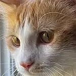 Hair, Head, Cat, Eyes, Window, Felidae, Carnivore, Human Body, Small To Medium-sized Cats, Ear, Whiskers, Fawn, Snout, Furry friends, Domestic Short-haired Cat, Pet Supply, Terrestrial Animal, Eyelash