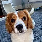 Dog, Dog breed, Carnivore, Companion dog, Fawn, Whiskers, Snout, Toy Dog, Liver, Spaniel, Furry friends, Gun Dog, Working Animal, Door, Paper Towel, Canidae, Cavalier King Charles Spaniel