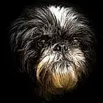 Dog, Carnivore, Liver, Shih Tzu, Dog breed, Companion dog, Toy Dog, Whiskers, Snout, Terrestrial Animal, Canidae, Furry friends, Darkness, Wrinkle, Painting, Puppy, Non-sporting Group, Pekapoo