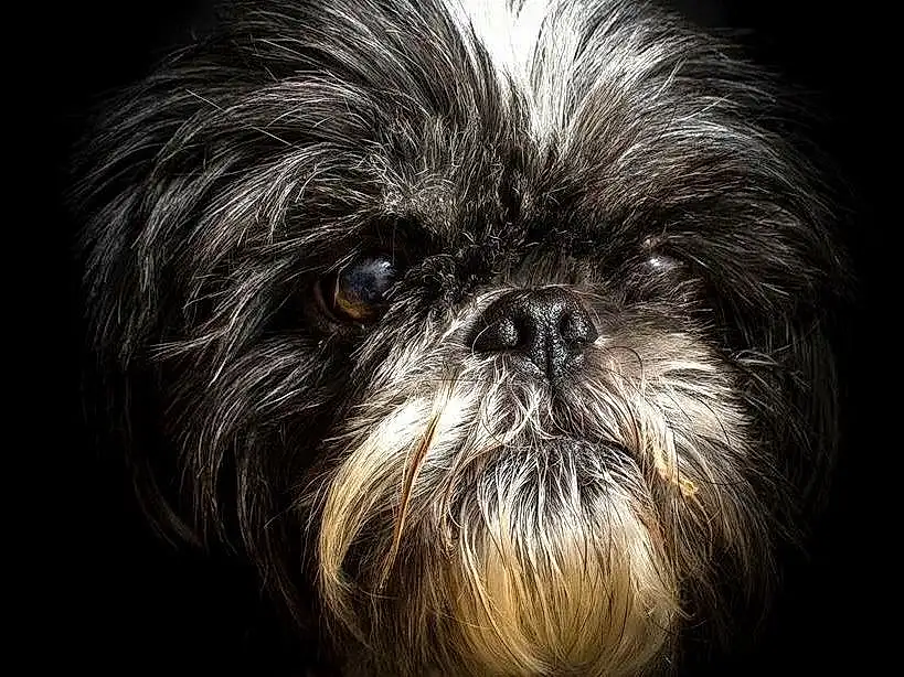 Dog, Carnivore, Liver, Shih Tzu, Dog breed, Companion dog, Toy Dog, Whiskers, Snout, Terrestrial Animal, Canidae, Furry friends, Darkness, Wrinkle, Painting, Puppy, Non-sporting Group, Pekapoo