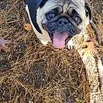 Dog, Dog breed, Carnivore, Collar, Fawn, Companion dog, Pug, Grass, Snout, Dog Collar, Landscape, Terrestrial Animal, Leash, Soil, Whiskers, Dog Supply, Plant, Working Animal, Canidae