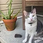Cat, Plant, Felidae, Carnivore, Flowerpot, Small To Medium-sized Cats, Houseplant, Whiskers, Grey, Terrestrial Plant, Wood, Tail, Snout, Domestic Short-haired Cat, Furry friends, Grass, Paw, Herb, Flower
