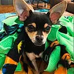 Dog, Green, Dog breed, Carnivore, Ear, Whiskers, Companion dog, Fawn, Chihuahua, Toy Dog, Dog Supply, Chair, Working Animal, Snout, Comfort, Canidae, Russkiy Toy, Furry friends, Terrestrial Animal