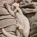 Cat, Felidae, Carnivore, Comfort, Textile, Small To Medium-sized Cats, Grey, Fawn, Whiskers, Beige, Linens, Tail, Furry friends, Paw, Bedding, Nap, Bed Sheet, Sleep, Duvet, Blanket