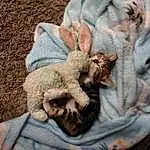 Felidae, Grey, Fawn, Small To Medium-sized Cats, Whiskers, Comfort, Wood, Plant, Furry friends, Hat, Gunny Sack, Grass, Domestic Short-haired Cat, Linens, Wool, Soil, Paw, Claw, Nap, Devon Rex