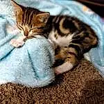 Cat, Comfort, Carnivore, Felidae, Whiskers, Fawn, Small To Medium-sized Cats, Wood, Snout, Tail, Furry friends, Paw, Domestic Short-haired Cat, Claw, Nap, Linens, Grass, Sitting