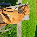 Glasses, Dog, Dog breed, Sunglasses, Carnivore, Chair, Table, Hat, Grass, Wood, Fawn, Companion dog, Plant, Snout, Working Animal, Lawn, Tail, Terrestrial Animal, Liver
