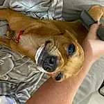 Dog, Dog breed, Comfort, Carnivore, Ear, Companion dog, Fawn, Snout, Whiskers, Canidae, Toy Dog, Paw, Working Animal, Human Leg, Furry friends, Non-sporting Group, Nap, Wrinkle