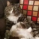 Cat, Felidae, Carnivore, Whiskers, Plant, Small To Medium-sized Cats, Tail, Domestic Short-haired Cat, Paw, Furry friends, Terrestrial Animal, Maine Coon, Claw, Sitting, British Longhair, Art, Window