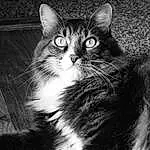 Cat, Eyes, Carnivore, Felidae, Whiskers, Small To Medium-sized Cats, Snout, Black & White, Monochrome, Furry friends, Domestic Short-haired Cat, Darkness, Paw, Sitting