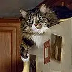 Brown, Cat, Felidae, Carnivore, Window, Small To Medium-sized Cats, Whiskers, Wood, Shelf, Picture Frame, Furry friends, Chair, Domestic Short-haired Cat, Tail, Box, Cat Supply, Paw, Terrestrial Animal, Shelving, Door