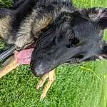 Dog, Dog breed, Carnivore, Plant, Working Animal, Snout, Grass, Terrestrial Plant, Canidae, Terrestrial Animal, Canis, Working Dog, King Shepherd, Old German Shepherd Dog