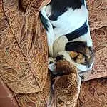 Dog, Comfort, Carnivore, Dog breed, Wood, Whiskers, Fawn, Felidae, Companion dog, Working Animal, Snout, Tail, Furry friends, Small To Medium-sized Cats, Pattern, Toy Dog, Pet Supply, Paw, Terrestrial Animal