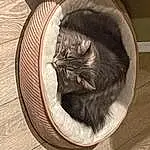 Cat, Carnivore, Felidae, Small To Medium-sized Cats, Wood, Comfort, Whiskers, Grey, Fawn, Snout, Hardwood, Tail, Cat Supply, Domestic Short-haired Cat, Furry friends, Cat Bed, Nap, Pattern