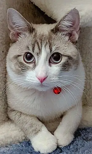 Snowshoe Cat Oliver