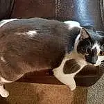 Cat, Felidae, Carnivore, Small To Medium-sized Cats, Whiskers, Window, Snout, Tail, Paw, Domestic Short-haired Cat, Furry friends, Terrestrial Animal, Comfort, Claw, Foot