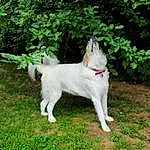 Dog, Plant, Carnivore, Dog breed, Companion dog, Fawn, Grass, Groundcover, Tail, Wing, Canidae, Shrub, Beak, Non-sporting Group, Pasture