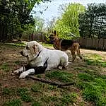 Dog, Plant, Carnivore, Tree, Working Animal, Dog breed, Wood, Fawn, Trunk, Sky, Grass, Companion dog, Terrestrial Animal, Tail, Canidae, Water, Pack Animal, Forest