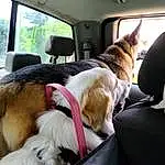 Dog, Window, Dog breed, Carnivore, Collar, Fawn, Companion dog, Plant, Comfort, Tree, Vehicle, Vroom Vroom, Car, Snout, Vehicle Door, Canidae, Pet Supply