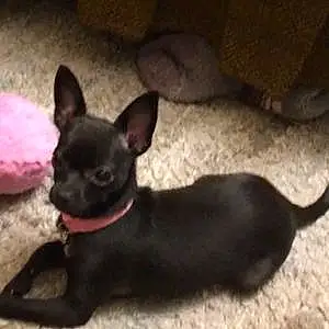 Name Chihuahua Dog Abigail