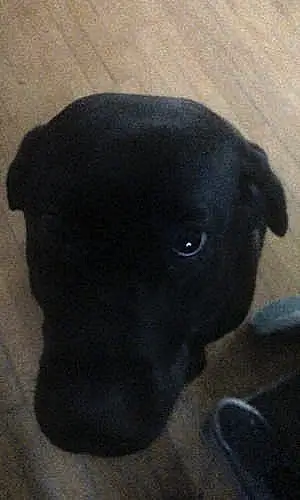 Labrador Retriever Dog Jasper