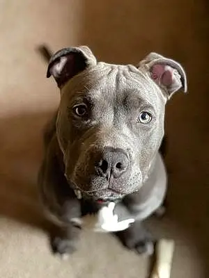 Name Pitt Bull Terrier Dog Castiel