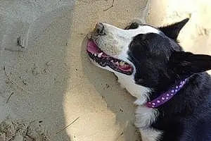 Border Collie Dog Lady