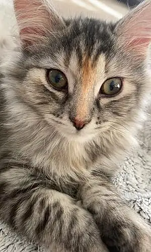 Name Cat Beauty