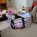 Comfort, Luggage And Bags, Bag, Linens, Wood, Pattern, Drawer, Magenta, T-shirt, Room, Hardwood, Bookcase, Carmine, Television, Sitting, Child, Shelf, Baggage
