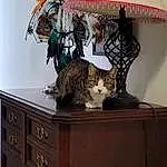 Cat, Furniture, Cabinetry, Table, Felidae, Dresser, Carnivore, Wood, Shelving, Drawer, Lamp, Shelf, Grey, Small To Medium-sized Cats, Whiskers, Chest Of Drawers, Hardwood, Tail, Cat Supply, Wood Stain