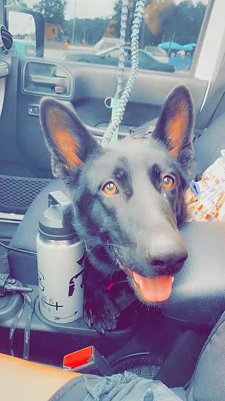 Dog, Dog breed, Ear, Carnivore, Companion dog, Snout, Herding Dog, Electric Blue, Canidae, Bottle, Furry friends, Car, Dog Supply, Windshield, Water Bottle, Square, Working Dog, Steering Wheel