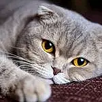 Head, Cat, Eyes, Felidae, Carnivore, Plant, Small To Medium-sized Cats, Iris, Whiskers, Grey, Snout, Close-up, Terrestrial Animal, Furry friends, Domestic Short-haired Cat, Scottish Fold, Macro Photography
